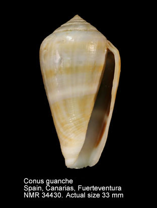 Conus guanche (23).jpg - Conus guancheLauer,1993